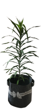 Load image into Gallery viewer, pohutukawa mid grey

