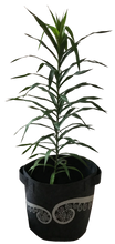 Load image into Gallery viewer, ponga mid grey
